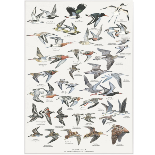 Koustrup & Co. affisch med vadarfåglar - A2...