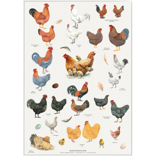 Koustrup & Co. plakat med hønseracer - A2 (dansk)
