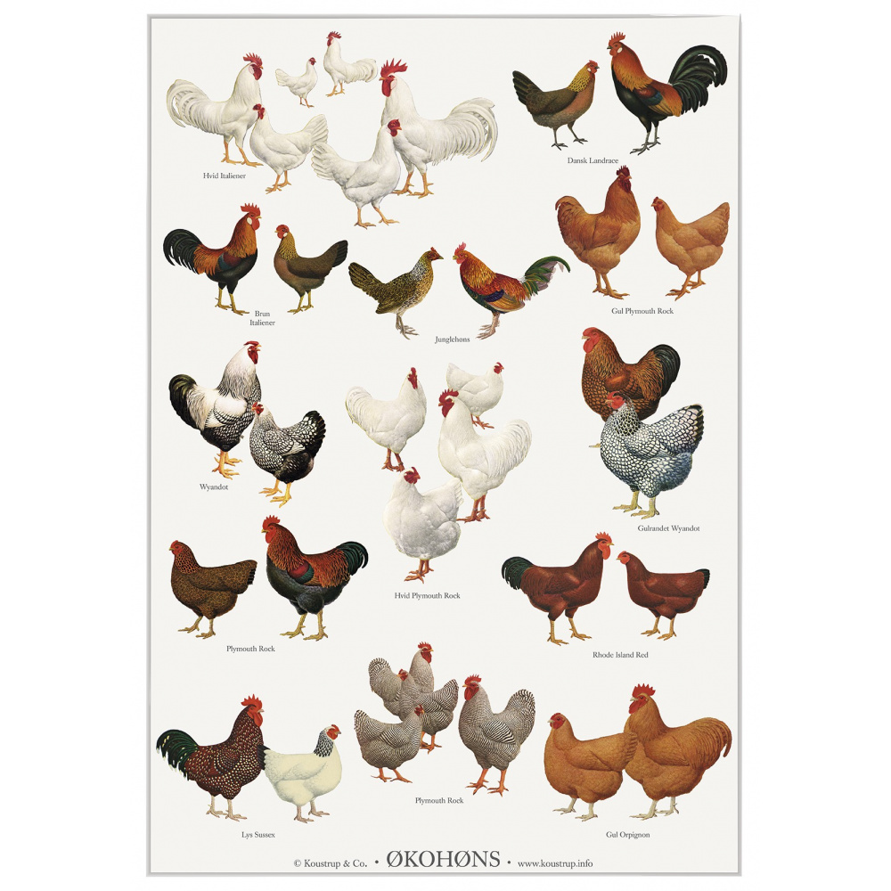 Koustrup & Co. affisch med eko-kycklingar - A2 (dansk)