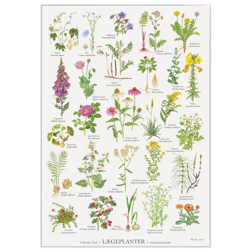 Koustrup & Co. affisch med medicinalväxter - A2...