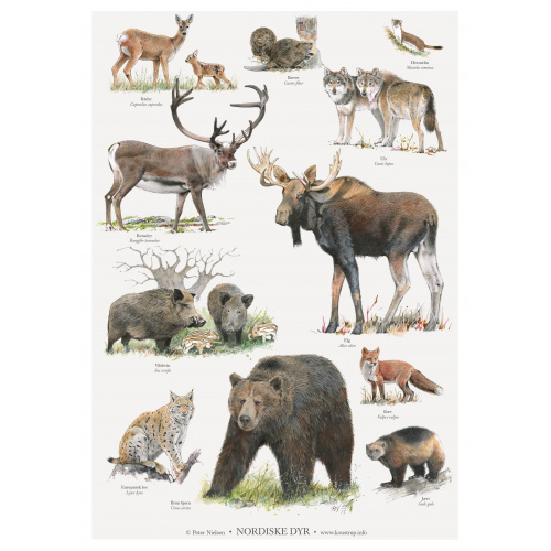 Koustrup & Co. plakat med nordiske dyr - A2...
