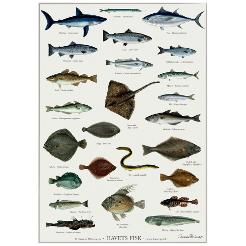 Koustrup & Co. Poster mit Seefisch - A2 (Dänisch)