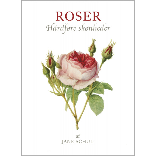 Koustrup's små hvide - Roser
