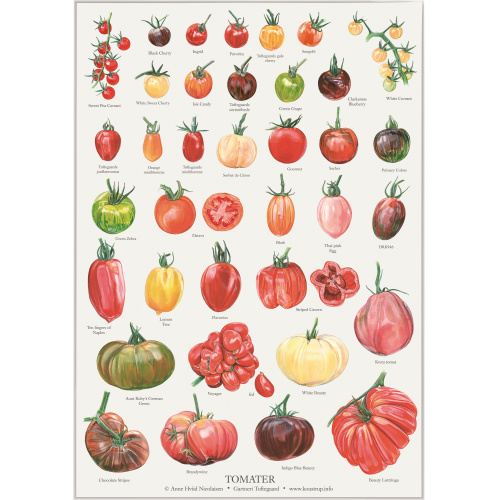 Koustrup & Co. Poster mit Tomaten - A2 (dänisch)