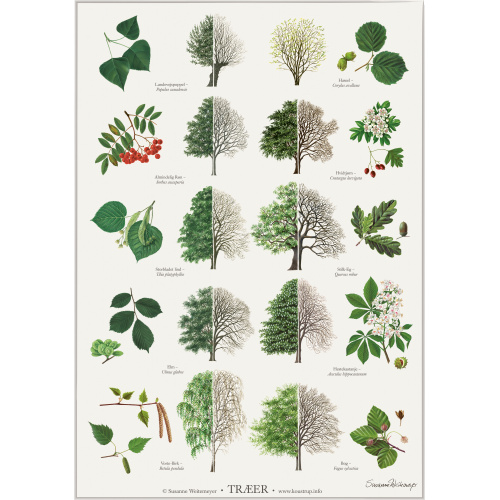 Koustrup & Co. affisch med träd - A2 (dansk)