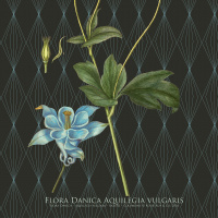 Flora Danica kunsttryk i A2 - akeleje