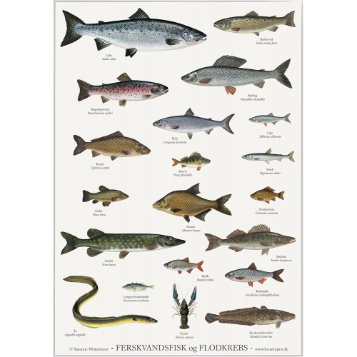 Koustrup & Co. plakat med ferskvandsfisk - A2...