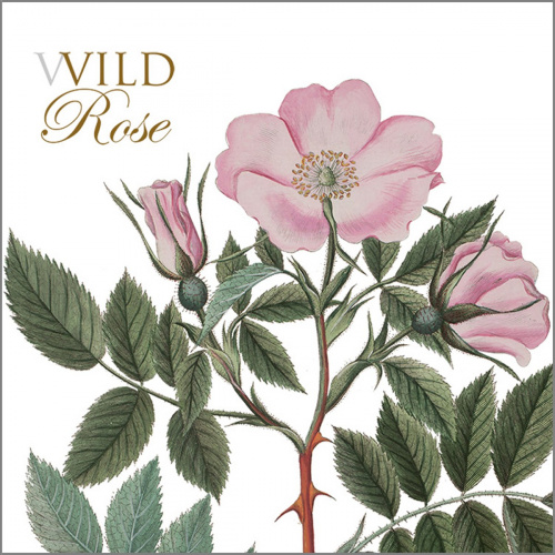 Flora Danica card folder - wild rose
