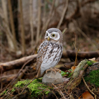 Wildlife Garden wood-carved bird - barn owl