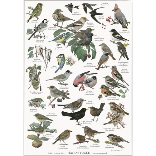Koustrup & Co. affisch med trädgårdsfåglar - A2...