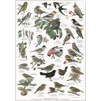 Koustrup & Co. affisch med trädgårdsfåglar - A2 (dansk)