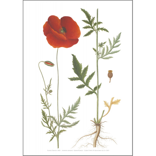 Flora Danica art print in A2 - grain poppy