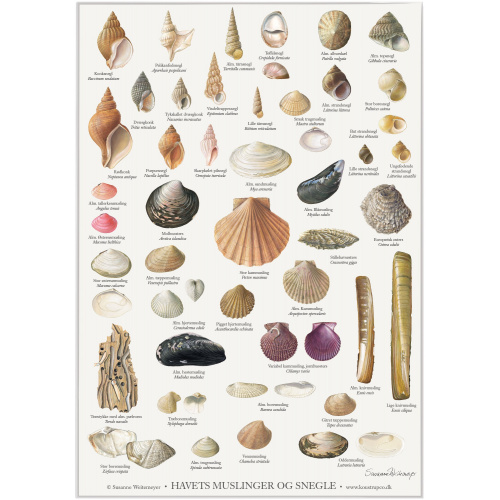 Koustrup & Co. affisch med musslor och sniglar...