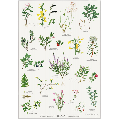 Koustrup & Co. Poster mit Heidepflanzen - A2...