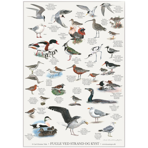 Koustrup & Co. Poster mit Vögeln am Strand - A2...