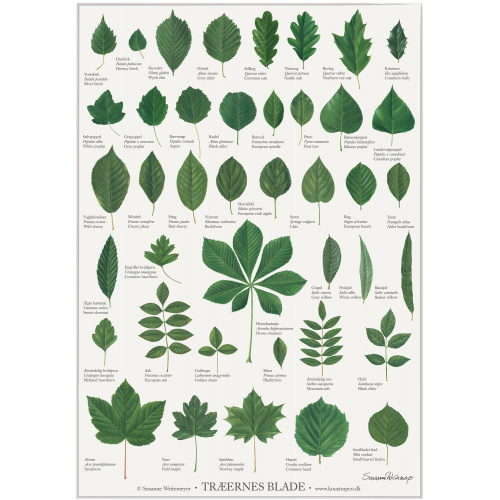 Koustrup & Co. plakat med træernes blade - A2 (dansk)