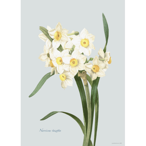 Flora Danica art print with narcissus - several...