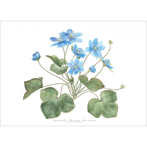 Koustrup & Co. kunsttryk med blå anemone -...