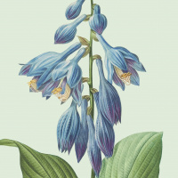 Flora Danica art print with hosta - several sizes.