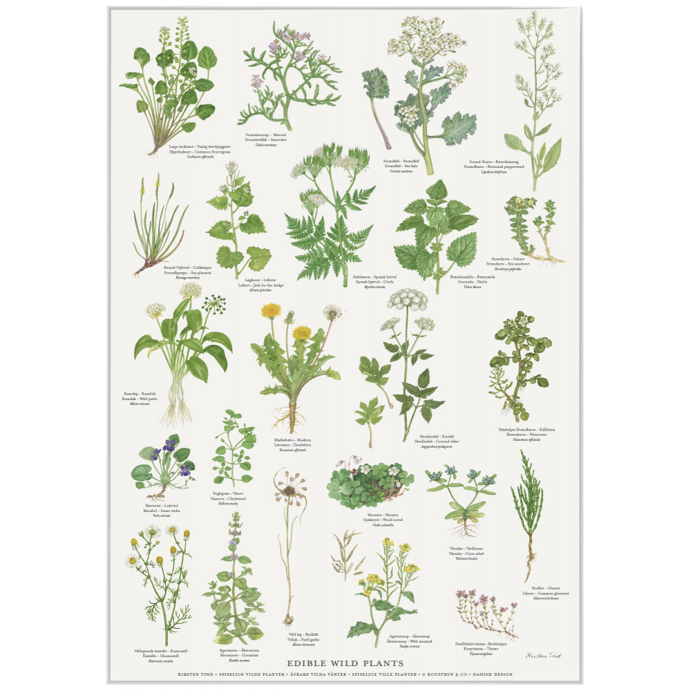 Koustrup & Co. plakat med spiselige vilde planter - A2 (dansk)