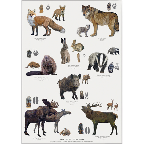 Koustrup & Co. Poster mit nordischen Tierspuren...