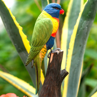 Wildlife Garden træfugl - regnbue lorikeet