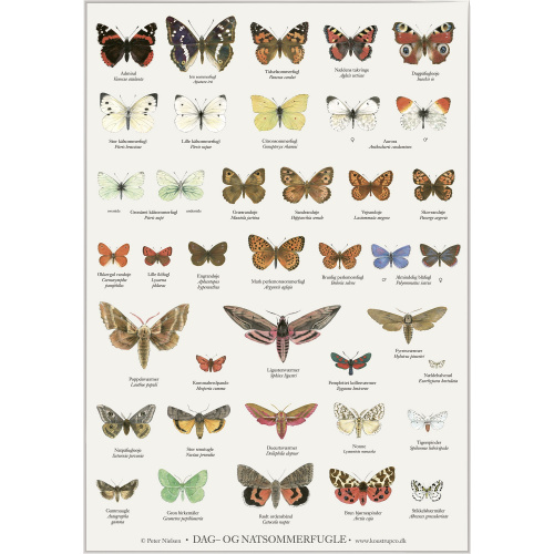 Koustrup & Co. poster with butterflies - A4...