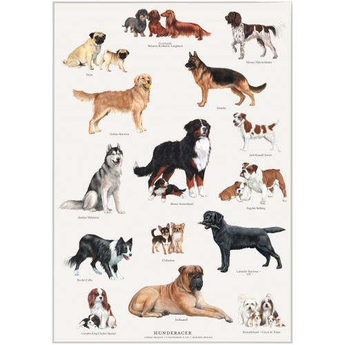 Koustrup & Co. affisch med hundraser - A4 (dansk)